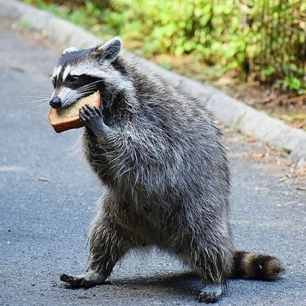 Meet your Posher, Tess